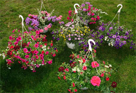 mixed variety hanging baskets