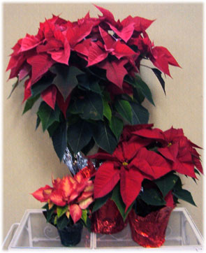 poinsetta